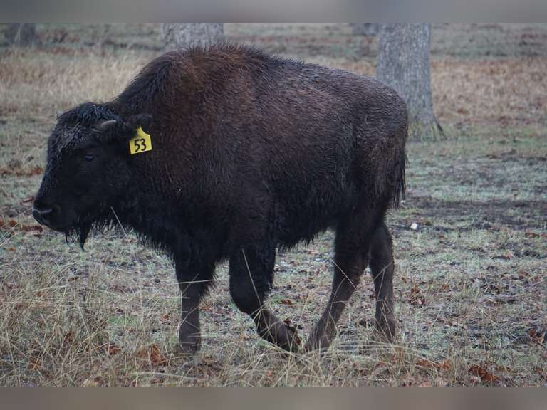 A&R BISON - HEIFER CALVES - GATE CUT AT LOAD OUT