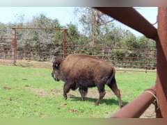 WHITLEY BOTTOM BISON - BRED COWS - GATE CUT AT LOAD OUT