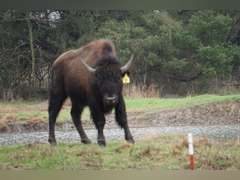 GP RANCH - YEARLING BULLS - GATE CUT AT LOAD OUT