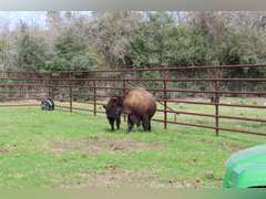 WHITLEY BOTTOM BISON - BRED COWS - GATE CUT AT LOAD OUT