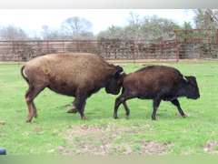 WHITLEY BOTTOM BISON - HEIFER CALVES