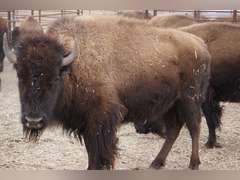 CAPROCK BISON COMPANY, LLC - OCV 2 YEAR OLD BRED HEIFERS - GATE CUT AT LOAD OUT