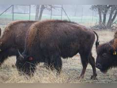 A&R BISON - 2 YEAR OLD BULLS