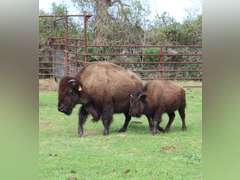 WHITLEY BOTTOM BISON - BRED COWS - GATE CUT AT LOAD OUT