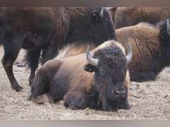 CAPROCK CANYONS STATE PARK - MATURE BULLS - GATE CUT AT LOADOUT