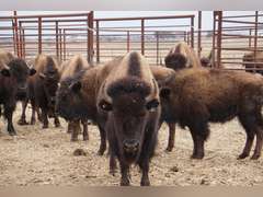 CAPROCK BISON COMPANY, LLC - OCV 2 YEAR OLD BRED HEIFERS - GATE CUT AT LOAD OUT