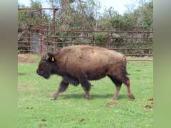 WHITLEY BOTTOM BISON - YEARLING HEIFERS - GATE CUT AT LOAD OUT