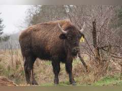 GP RANCH - YEARLING BULLS - GATE CUT AT LOAD OUT