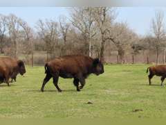 WHITLEY BOTTOM BISON - BRED COWS - GATE CUT AT LOAD OUT