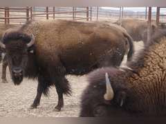 CAPROCK BISON COMPANY, LLC - OCV 2 YEAR OLD BRED HEIFERS - GATE CUT AT LOAD OUT