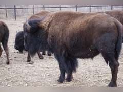 CAPROCK CANYONS STATE PARK - MATURE BULLS - GATE CUT AT LOADOUT