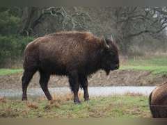 GP RANCH - YEARLING BULLS - GATE CUT AT LOAD OUT