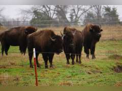 GP RANCH - YEARLING BULLS - GATE CUT AT LOAD OUT