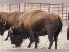CAPROCK BISON COMPANY, LLC - OCV 2 YEAR OLD BRED HEIFERS - GATE CUT AT LOAD OUT