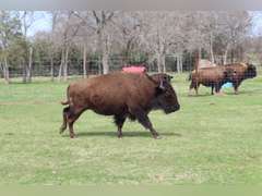 WHITLEY BOTTOM BISON - YEARLING HEIFERS - GATE CUT AT LOAD OUT