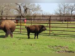 WHITLEY BOTTOM BISON - HEIFER CALVES