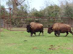 WHITLEY BOTTOM BISON - BRED COWS - GATE CUT AT LOAD OUT