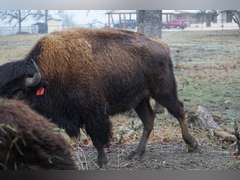 A&R BISON - 2 YEAR OLD BULLS