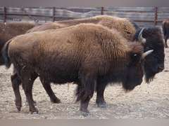 CAPROCK CANYONS STATE PARK - OPEN COWS - GATE CUT AT LOADOUT