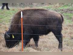 GP RANCH - YEARLING BULLS - GATE CUT AT LOAD OUT