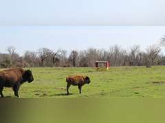 WHITLEY BOTTOM BISON - HEIFER CALVES