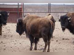 CAPROCK CANYONS STATE PARK - OCV BRED HEIFERS - GATE CUT AT LOAD OUT