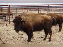 CAPROCK BISON COMPANY, LLC - OCV 2 YEAR OLD BRED HEIFERS - GATE CUT AT LOAD OUT