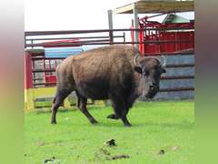 WHITLEY BOTTOM BISON - BRED COWS - GATE CUT AT LOAD OUT