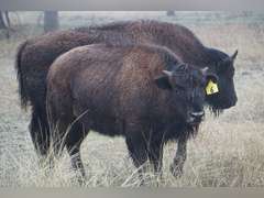 A&R BISON - HEIFER CALVES - GATE CUT AT LOAD OUT