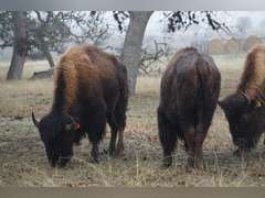 A&R BISON - 2 YEAR OLD BULLS