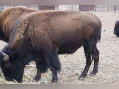 CAPROCK CANYONS STATE PARK - MATURE BULLS - GATE CUT AT LOADOUT