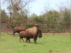 WHITLEY BOTTOM BISON - BRED COWS - GATE CUT AT LOAD OUT