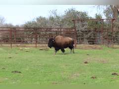 WHITLEY BOTTOM BISON - BRED COWS - GATE CUT AT LOAD OUT
