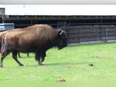 WHITLEY BOTTOM BISON - BRED COWS - GATE CUT AT LOAD OUT
