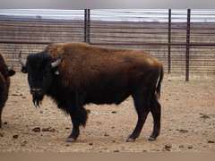 CAPROCK CANYONS STATE PARK - MATURE BULLS - GATE CUT AT LOADOUT