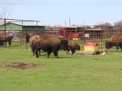 WHITLEY BOTTOM BISON - BRED COWS - GATE CUT AT LOAD OUT