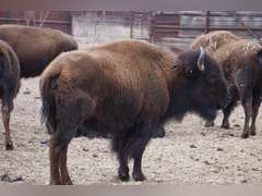 CAPROCK CANYONS STATE PARK - OPEN COWS - GATE CUT AT LOADOUT