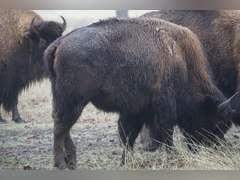 A&R BISON - 2 YEAR OLD BULLS