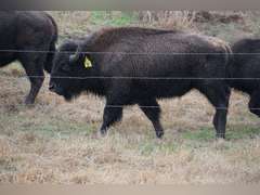 GP RANCH - YEARLING BULLS - GATE CUT AT LOAD OUT