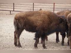 CAPROCK BISON COMPANY, LLC - OCV HEIFER CALVES - GATE CUT AT LOAD OUT