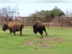 WHITLEY BOTTOM BISON - BRED COWS - GATE CUT AT LOAD OUT