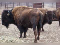 CAPROCK CANYONS STATE PARK - MATURE BULLS - GATE CUT AT LOADOUT