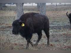 A&R BISON - HEIFER CALVES - GATE CUT AT LOAD OUT