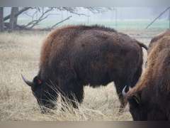 A&R BISON - 2 YEAR OLD BULLS