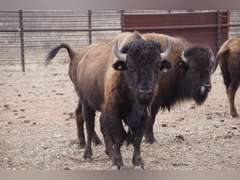 CAPROCK CANYONS STATE PARK - MATURE BULLS - GATE CUT AT LOADOUT