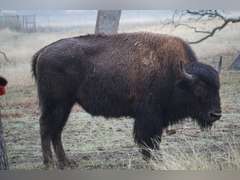 A&R BISON - 2 YEAR OLD BULLS