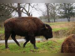 GP RANCH - YEARLING BULLS - GATE CUT AT LOAD OUT