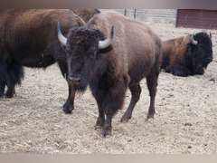 CAPROCK CANYONS STATE PARK - MATURE BULLS - GATE CUT AT LOADOUT