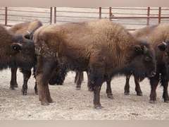 CAPROCK BISON COMPANY, LLC - OCV HEIFER CALVES - GATE CUT AT LOAD OUT
