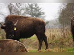 GP RANCH - YEARLING BULLS - GATE CUT AT LOAD OUT